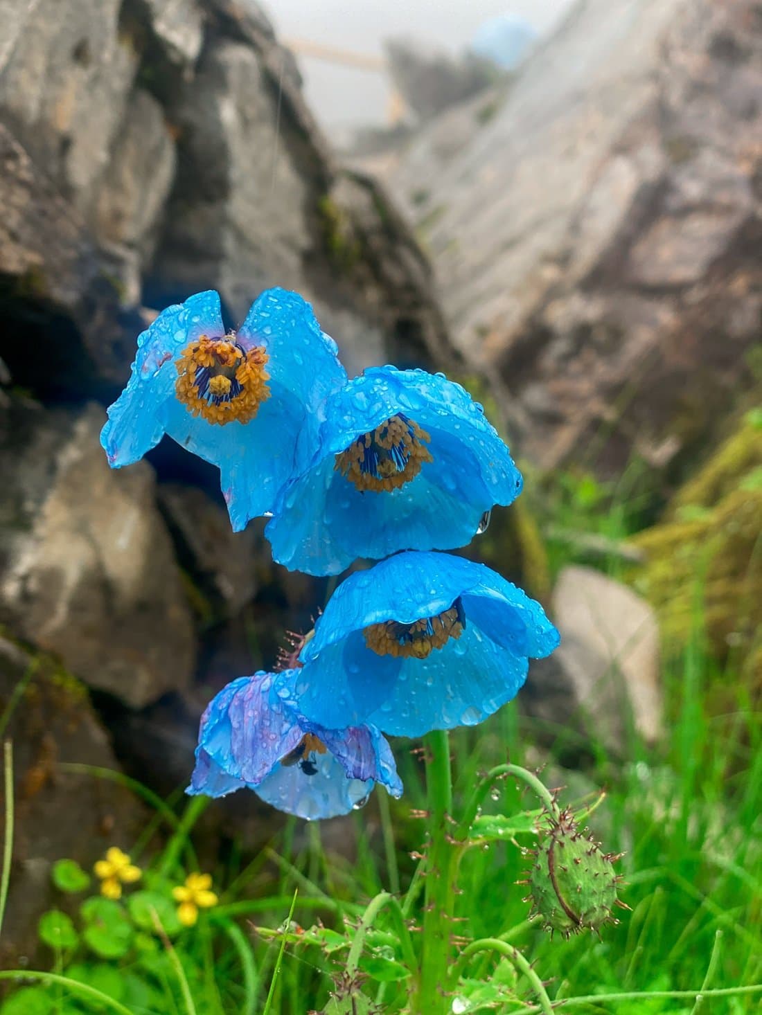 Valley of Flowers Trek 5N/6D gallery 1